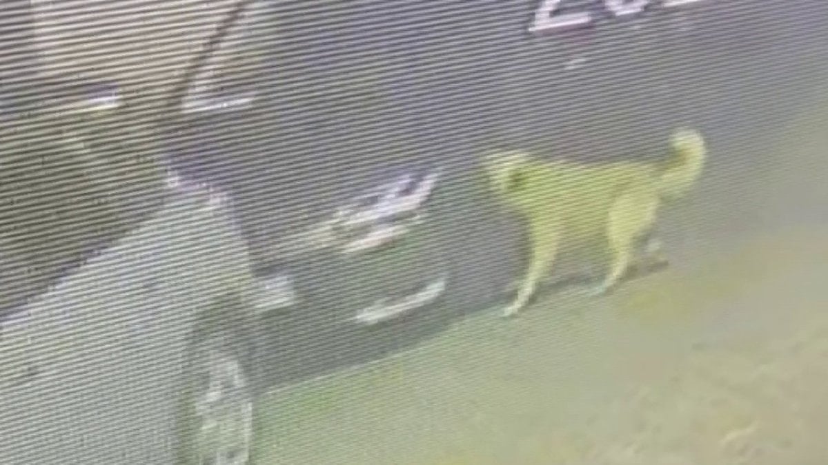 İstanbul'da köpekler araçlara zarar verdi