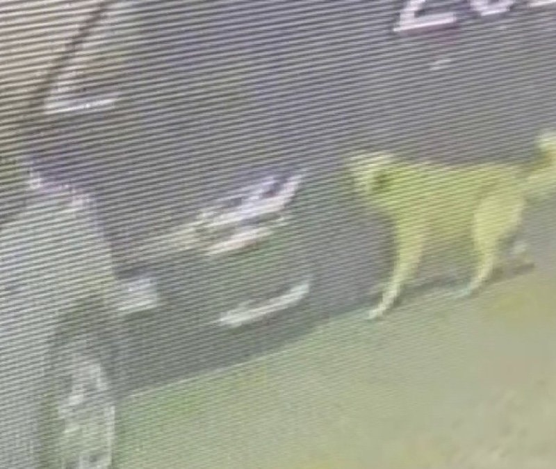 İstanbul'da köpekler araçlara zarar verdi