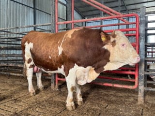 Sakarya’da dev tosun görenleri şaşırtıyor: Fiyatı 950 bin TL