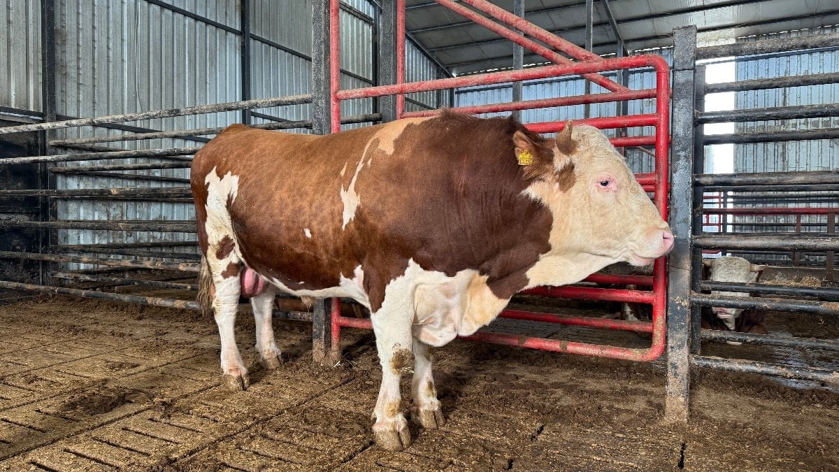 Sakarya’da dev tosun görenleri şaşırtıyor: Fiyatı 950 bin TL