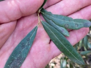 Tarım ve Orman Müdürlüğü’nden “Halkalı leke” uyarısı: Tedbir alın