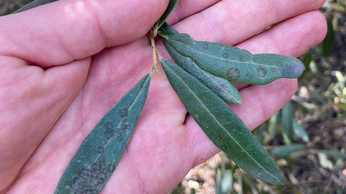 Tarım ve Orman Müdürlüğü’nden “Halkalı leke” uyarısı: Tedbir alın