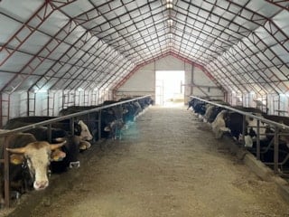 Artvin'de kurbanlıklar pazara çıkmayı bekliyor