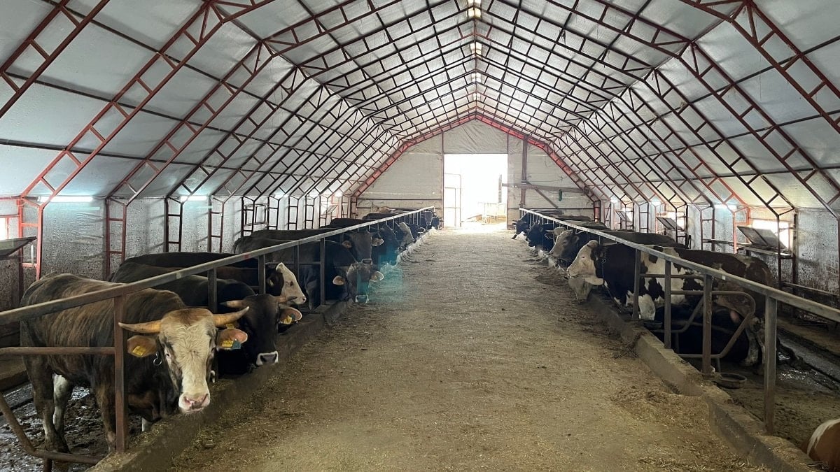 Artvin'de kurbanlıklar pazara çıkmayı bekliyor