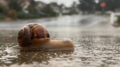 Salyangozların yağmurdan sonra ortaya çıkma sebebi buymuş