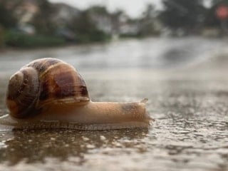 Salyangozların yağmurdan sonra ortaya çıkma sebebi buymuş