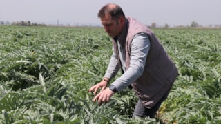 Bursa'da ata toprağında enginar üretip İstanbul'a satıyor