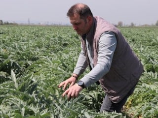 Bursa'da ata toprağında enginar üretip İstanbul'a satıyor