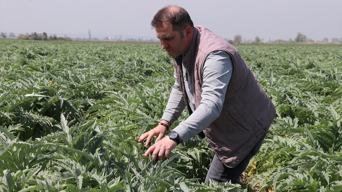 Bursa'da ata toprağında enginar üretip İstanbul'a satıyor