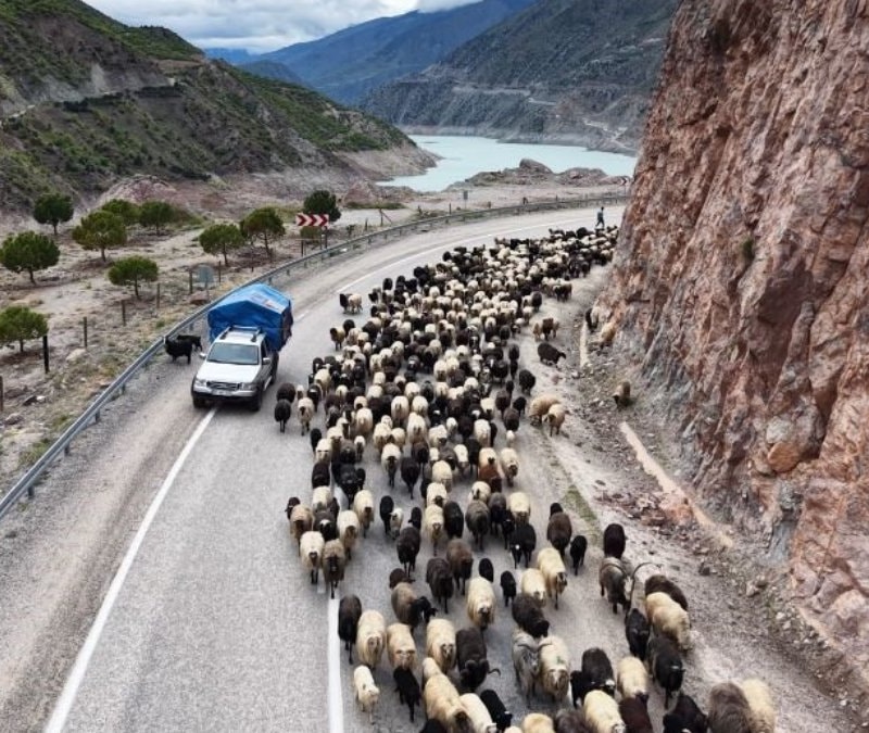 Artvin'de yayla yolundan göçler başladı