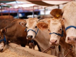 Kurbanlık alacaklara "yaş" uyarısı: Dişleri ele veriyor