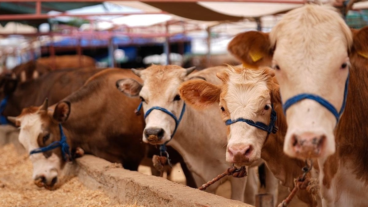 Kurbanlık alacaklara "yaş" uyarısı: Dişleri ele veriyor