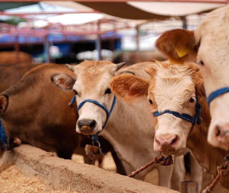 Kurbanlık alacaklara 