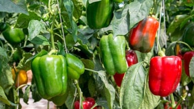 Biberlerin yanına ekilmesi gereken 9 bitki: Böcekleri kovuyor, verimi coşturuyor