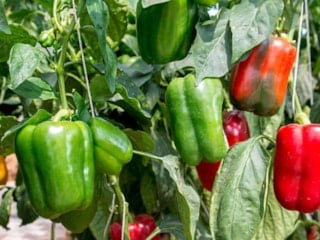 Biberlerin yanına ekilmesi gereken 9 bitki: Böcekleri kovuyor, verimi coşturuyor