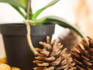 Doğal nem ölçer: Saksının içine bir tane çam kozalağı koyun…