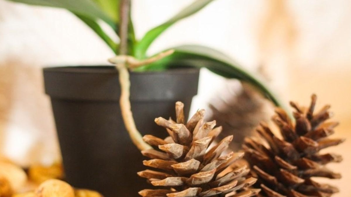 Doğal nem ölçer: Saksının içine bir tane çam kozalağı koyun…