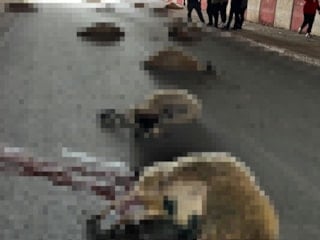 Hatay'da otomobilin çarptığı sürüdeki 17 koyun öldü