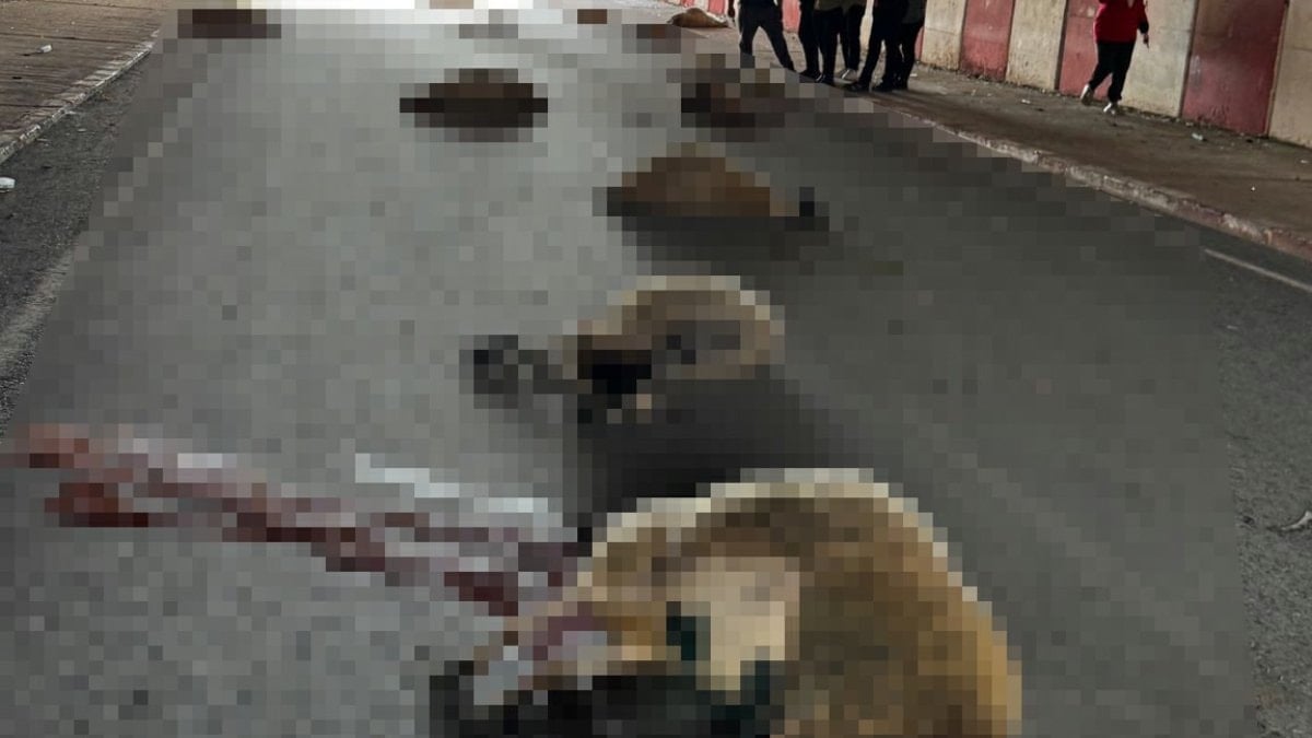 Hatay'da otomobilin çarptığı sürüdeki 17 koyun öldü