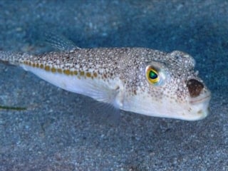 Bugüne kadar 50 milyon balon balığının ekosisteme girişi engellendi