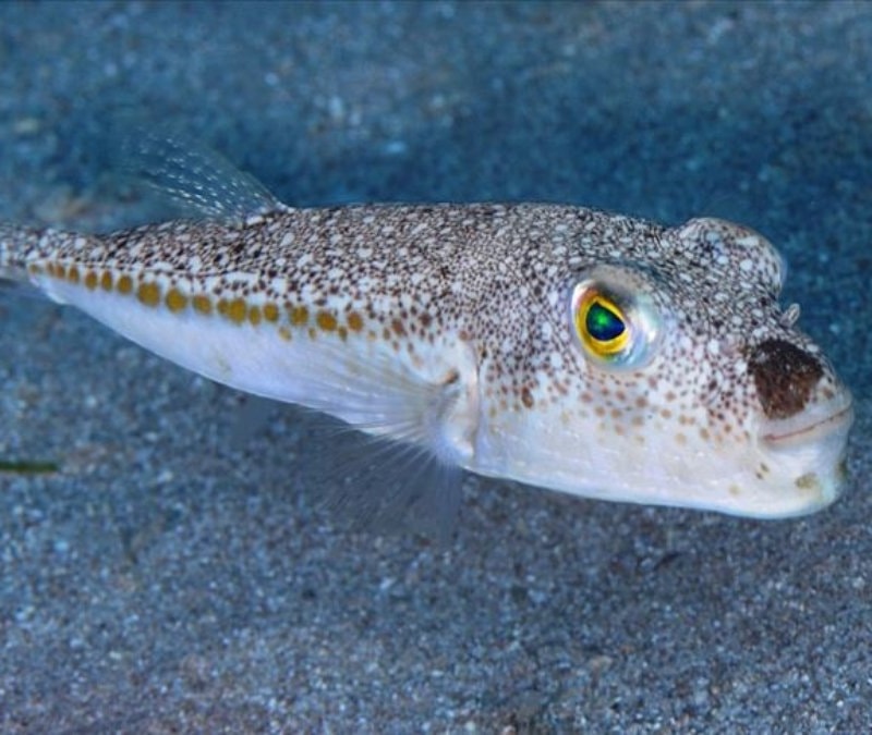 Bugüne kadar 50 milyon balon balığının ekosisteme girişi engellendi