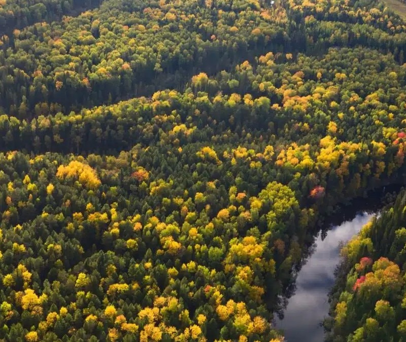 Bilim insanları, Kuzey Denizi'nin altında 16 bin yıllık orman buldu