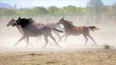 TİGEM, şampiyon aygırların taylarını satıyor
