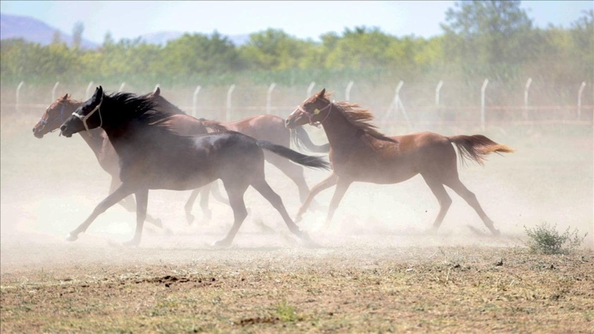 TİGEM, şampiyon aygırların taylarını satıyor