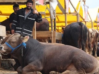 2026 Kurban Hizmetleri Tebliği yayımlandı: Kurban kesimleri için yeni kurallar