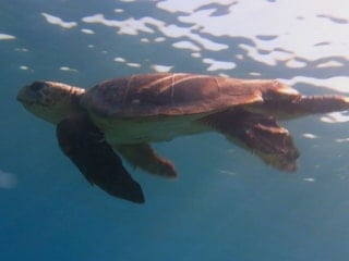 Kuşadası Körfezi’nde deniz kaplumbağası alarmı