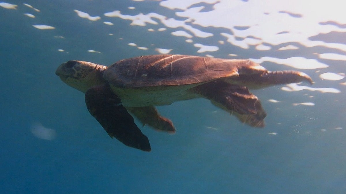 Kuşadası Körfezi’nde deniz kaplumbağası alarmı