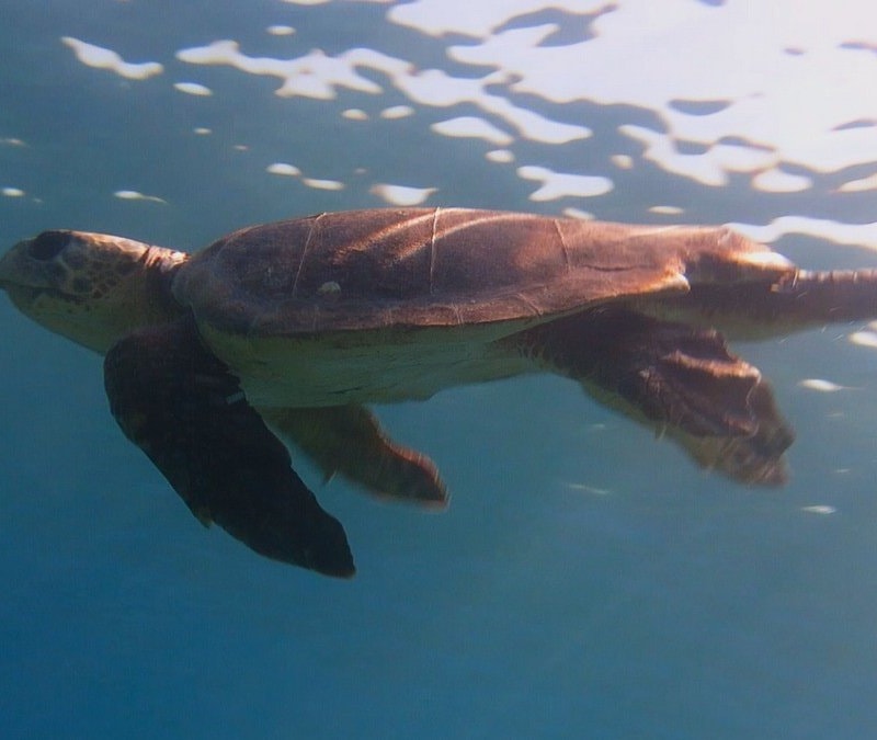 Kuşadası Körfezi’nde deniz kaplumbağası alarmı