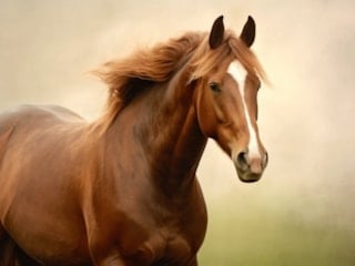 Atların alnındaki beyaz lekeler tesadüf değilmiş; İşte sebebi