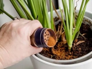 Karıncalar bu kokudan nefret ediyor: İşte bitkilerinizi kurtaracak o baharat…