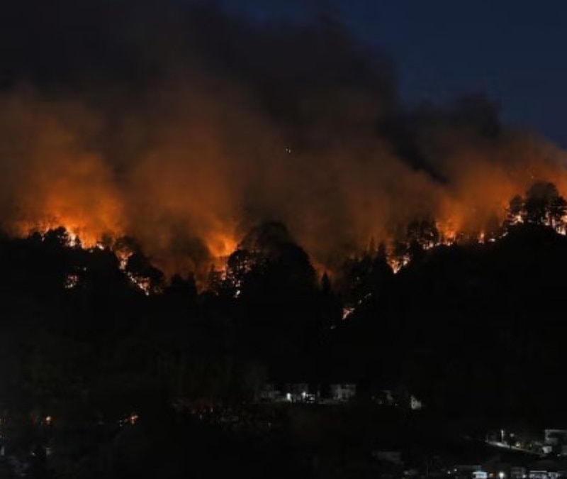 Japonya’da orman yangınları büyüyor: 1000 hektardan fazla alan kül oldu