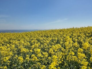 İstanbul'da tarlalar sarıya boyandı
