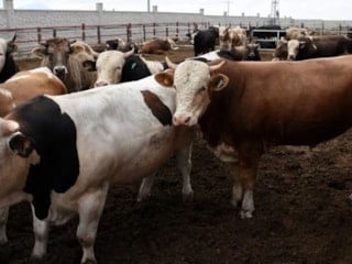 Bakanlık yasakladı: O bölgeye kurbanlık girişi yapılmayacak