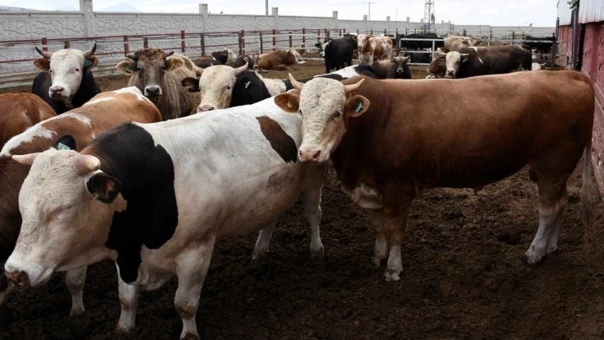 Bakanlık yasakladı: O bölgeye kurbanlık girişi yapılmayacak
