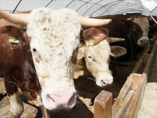 Kurban Bayramı öncesi hastalık ve kesimlere ilişkin tedbirler artırıldı