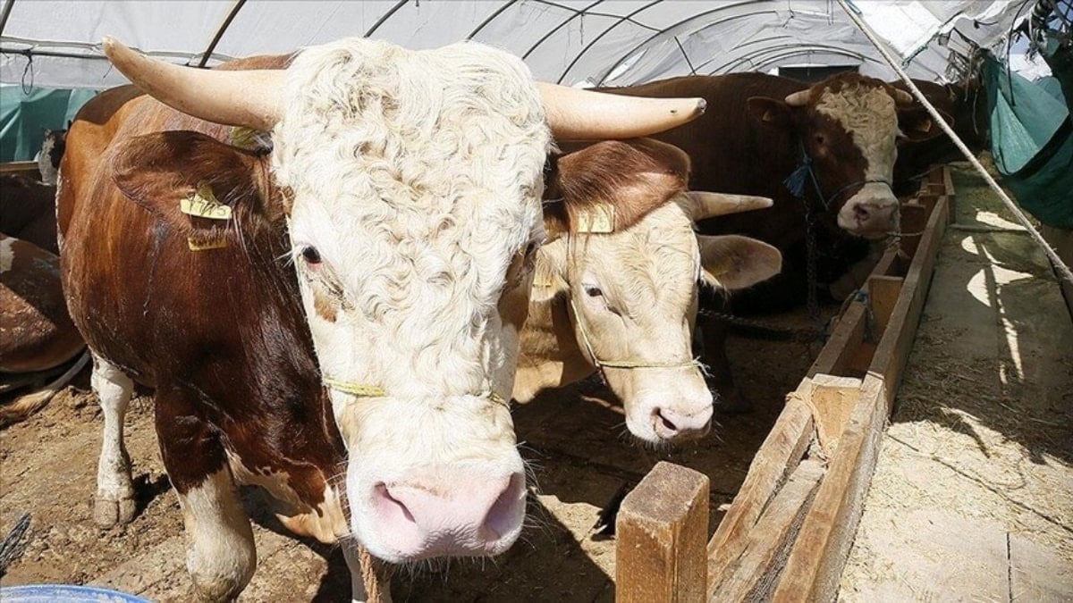 Kurban Bayramı öncesi hastalık ve kesimlere ilişkin tedbirler artırıldı