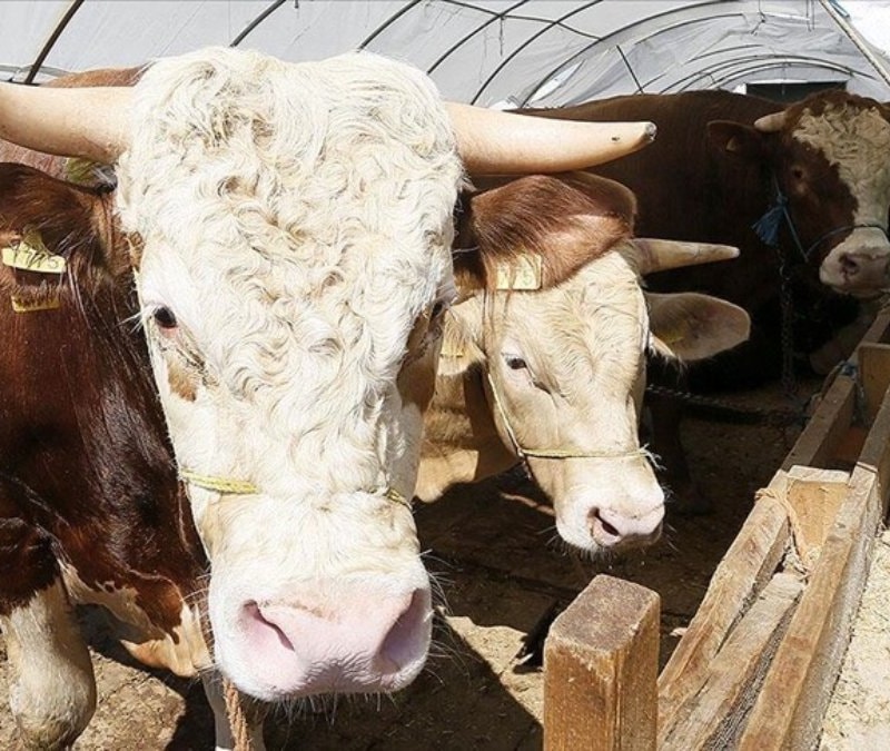Kurban Bayramı öncesi hastalık ve kesimlere ilişkin tedbirler artırıldı