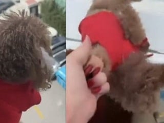 İstanbul'da köpeği aşağı sarkıtarak cama vuran kadından 'alkollüydüm' açıklaması