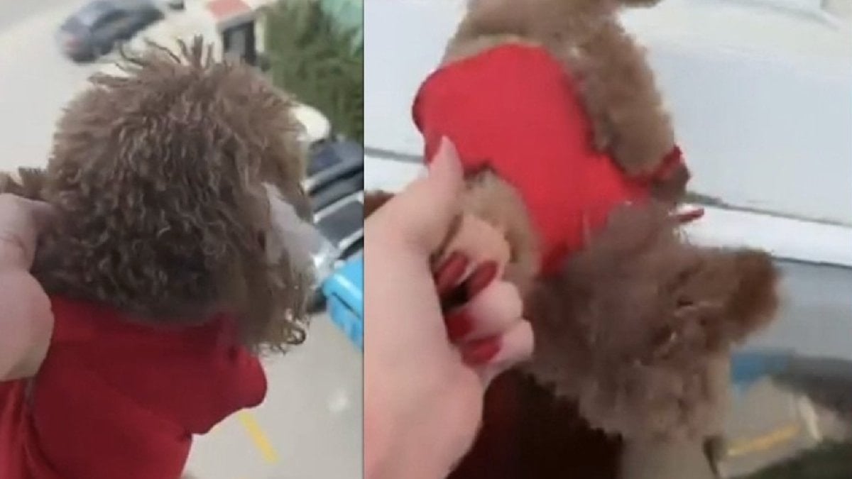 İstanbul'da köpeği aşağı sarkıtarak cama vuran kadından 'alkollüydüm' açıklaması