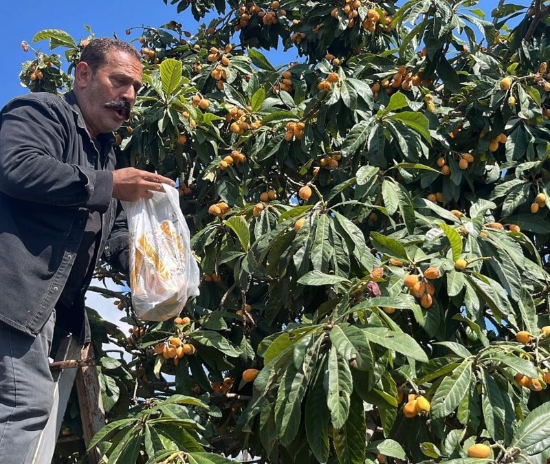 Antalya'da ürettiği Malta eriğine talep düşünce bedava dağıttı