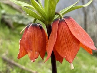 Hakkari'de açan ters laleler doğayı renklendirdi