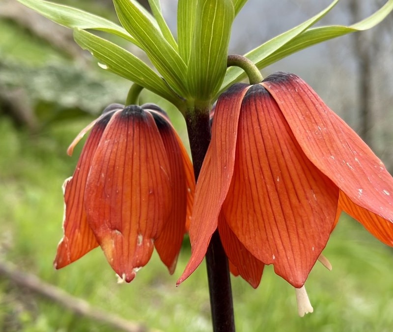 Hakkari'de açan ters laleler doğayı renklendirdi