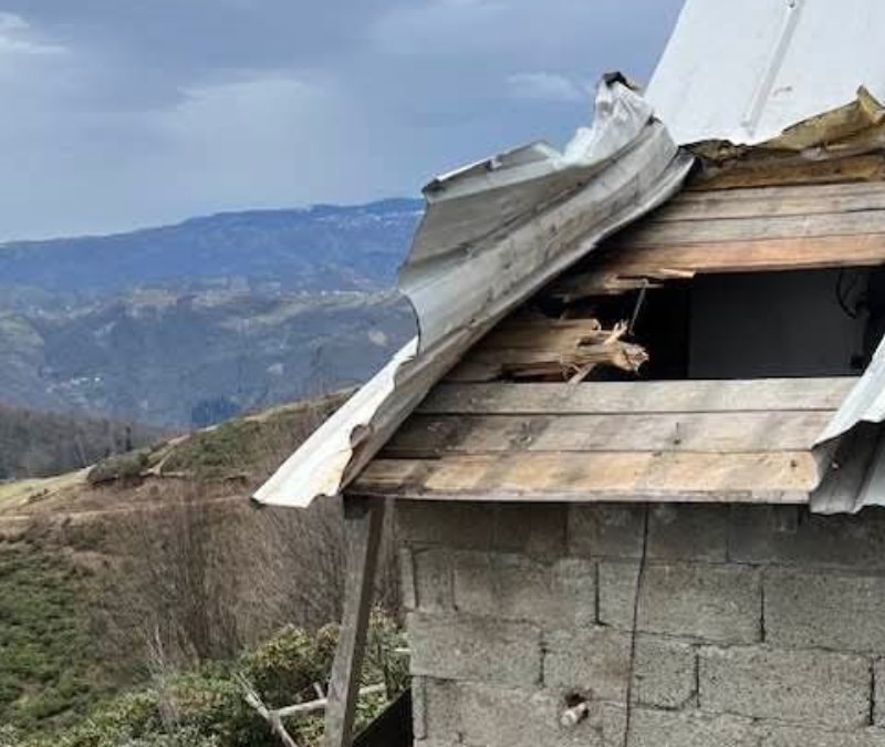 Kış uykusundan çıkan ayılar yaylalara indi: Evler hedefte, endişe büyüyor