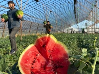 Antalya'da seralarda yetiştirilen sezonun ilk karpuzları hasat ediliyor