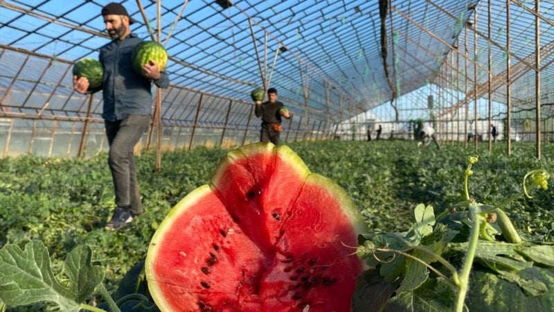 Antalya'da seralarda yetiştirilen sezonun ilk karpuzları hasat ediliyor