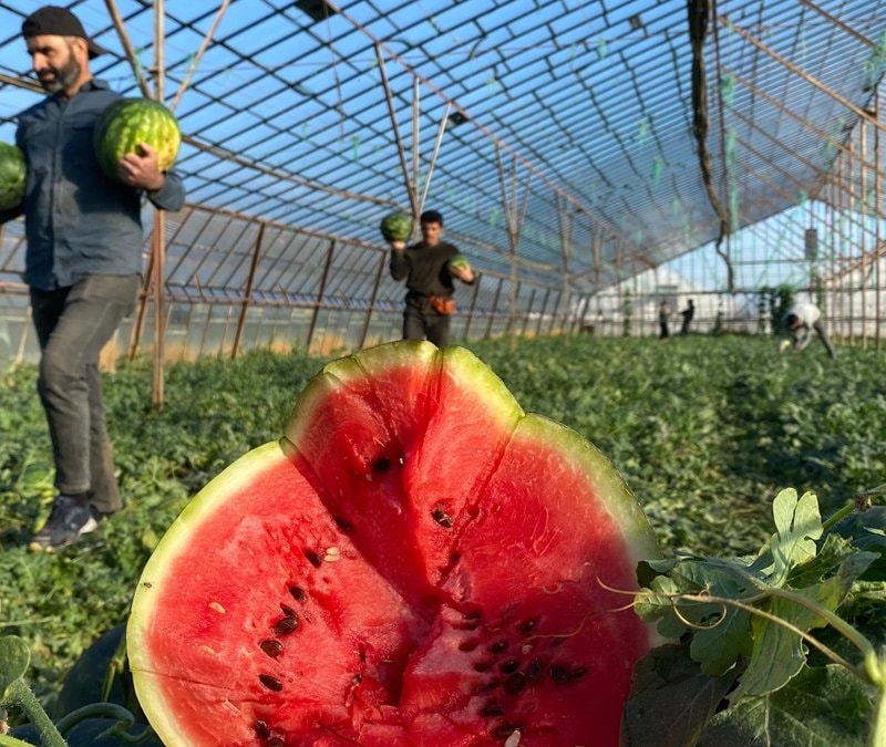Antalya'da seralarda yetiştirilen sezonun ilk karpuzları hasat ediliyor